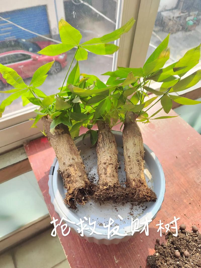 发财树.抢救发财树 #发财树 #种植的乐趣 - 抖音