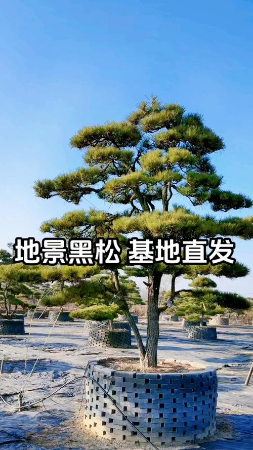 分享适合庭院别墅酒店景观树 四季常青,耐寒耐热南北方均可种植