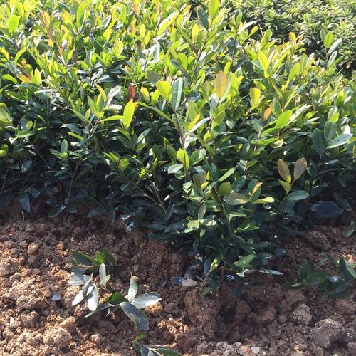 中华蚊母树小苗 小叶蚊母道路两旁园林绿化工程树木苗圃批发
