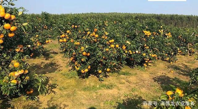 沃柑种植技术幼年树结果树该如何管理