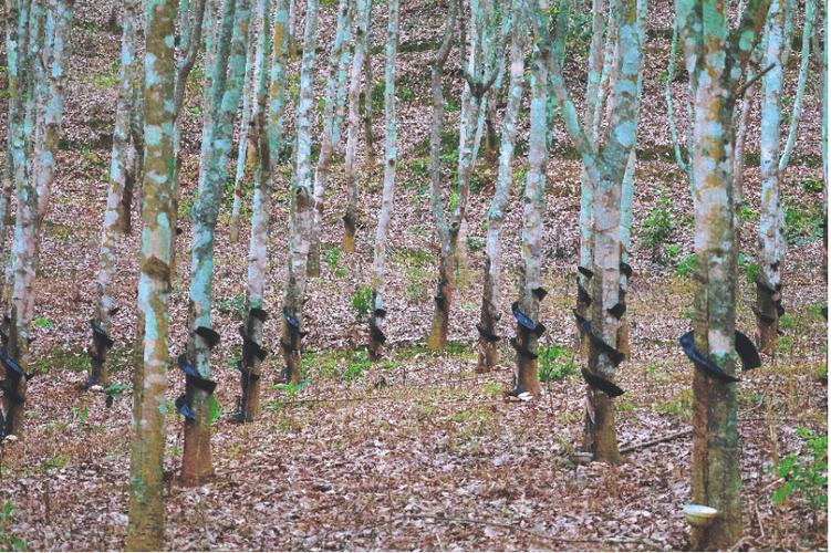 勐海县:一棵橡胶树 三重幸福景