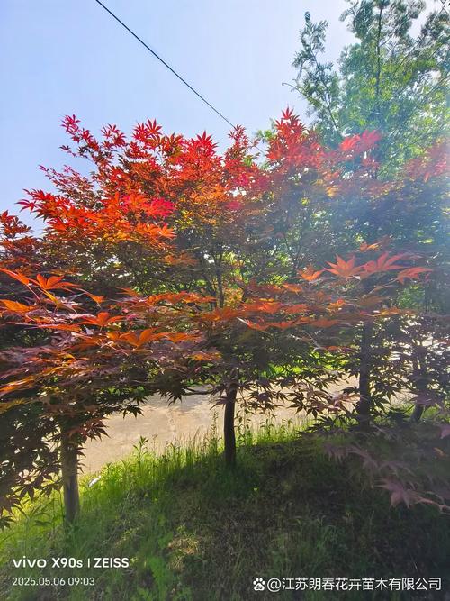 孤植与主景:红枫叶色鲜艳,树姿优美,常作为主景树